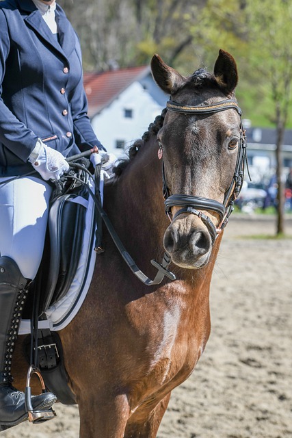 明日开拓者战雷霆：克林根、罗威出战成疑，杨瀚森有望登场？