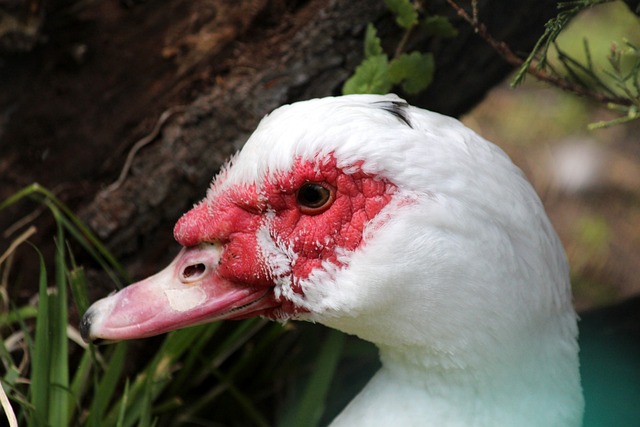 就在今天，12月6日下午！中超传来了山东鲁能、韩鹏和上海申花的新消息